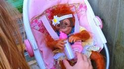 Эльвира и братик Игры в куклы  беби бон обезьянка Новая кукла
