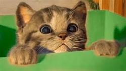 Мой Маленький Котик мультик игра! #игровой мультфильм
