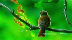 Нежная музыка для души и ЖИЗНИ, а Пение птиц Успокаивает нервную систему.
