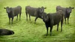 Юмор. Танцующие коровы
