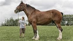 10 Самых больших лошадей в мире
