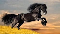 10 Самых Дорогих Лошадей в мире

