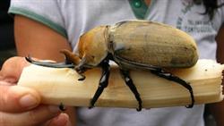 Гигантские насекомые. Самые большие и страшные жуки в мире. Документальный фильм  01.02.2017
