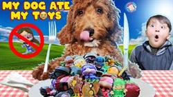 Our GOLDEN DOODLE Puppy Is A MENACE!  She Ate Our New Mini-Figs! (FV Family Callie Vlog)
