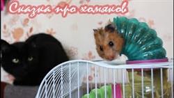 Сказка про хомяков от канала ХОМКИ. Хит 2018!  a fairy tale about hamsters
