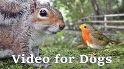 Videos for Dogs to Watch Extravaganza : Dog Watch TV - 8 Hours of Birds and Squirrel Fun for Dogs ?